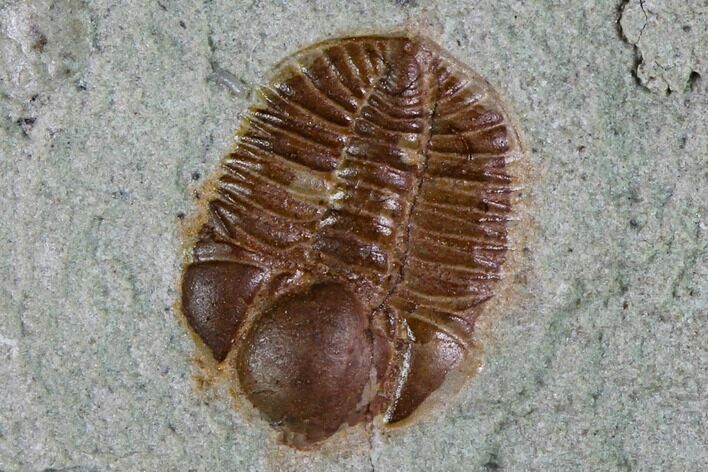 Ordovician Trilobite (Ampyxina) Fossil - Missouri #135522